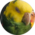Luis Maya Avatar