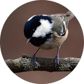 Buchs Katharina Avatar